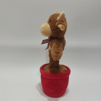 Singende und tanzende Highland Kuh